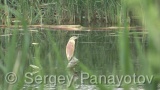 Video of Squacco Heron - Squacco Heron hunting fish near to the Shabla lake